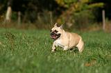 BOULEDOGUE FRANCAIS 1214